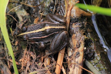 用水路のカエル