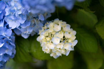 あじさい