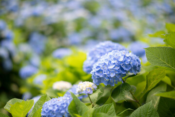 あじさい