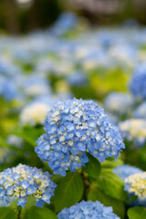 あじさい
