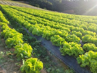 lettuce plantation senset