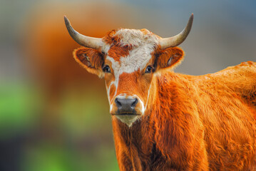 Red and white Cow with Horns (ayrshire )