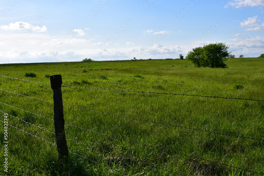 Sticker barbed wire fence in a farm field