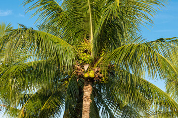 Obraz premium Cocos em coqueiro a beira mar