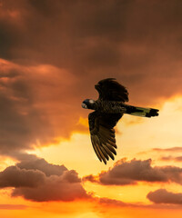 The Short-Billed Black Cockatoo (Calyptorhynchus latirostris), also known as Carnaby's Black...