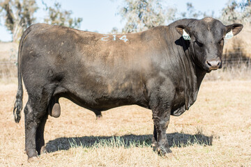 Angus Stud Bulll
