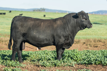 Fototapeta premium Angus Stud Bull