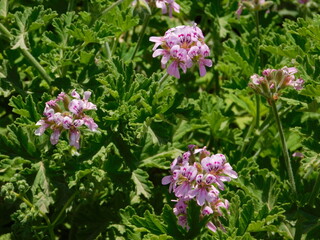 Rose geranium, or Pelargonium graveolens pink flowers