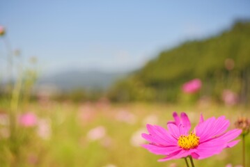 Obraz premium cosmos flowers