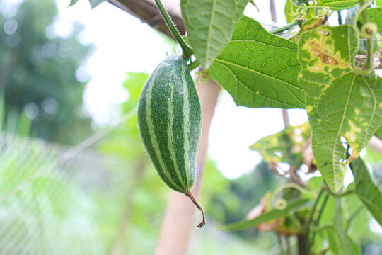 pointed gourd on tree in farm