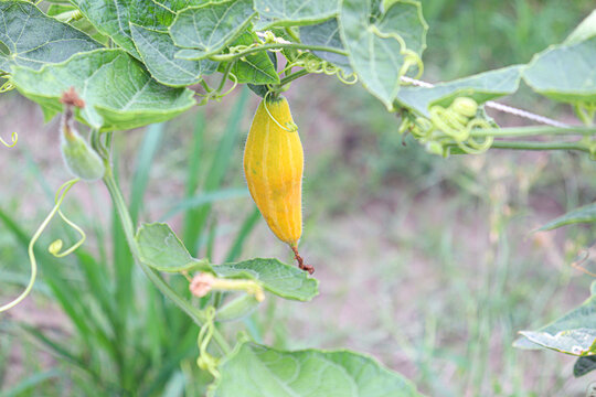 pointed gourd on tree in farm