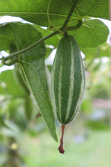 pointed gourd on tree in farm