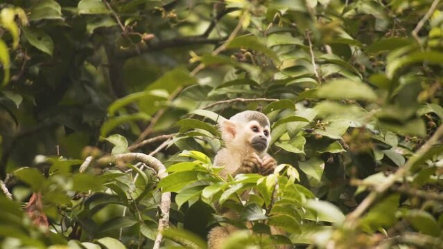 Image Of A Common Squirrel Monkey Eating On Tree With Dense Foliage. Selective Focus Shot
