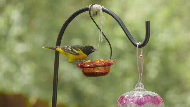 Oriole eating jelly at the feeder