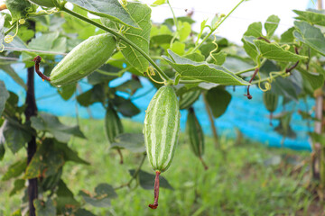 pointed gourd on tree in farm