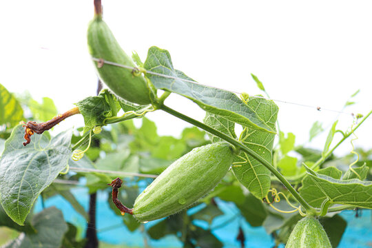 pointed gourd on tree in farm