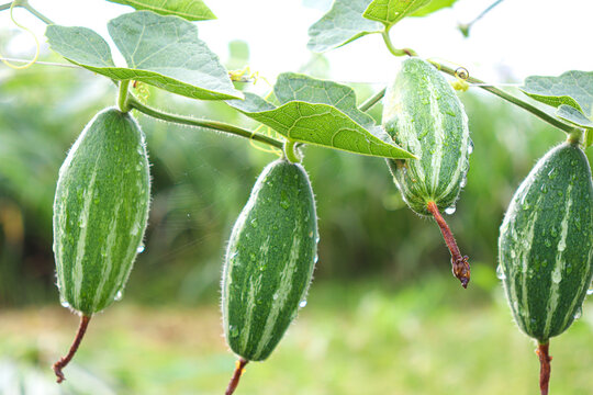 pointed gourd on tree in farm