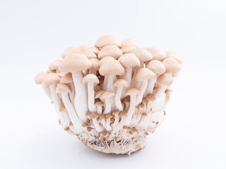 ぶなしめじを横から撮影、白背景
