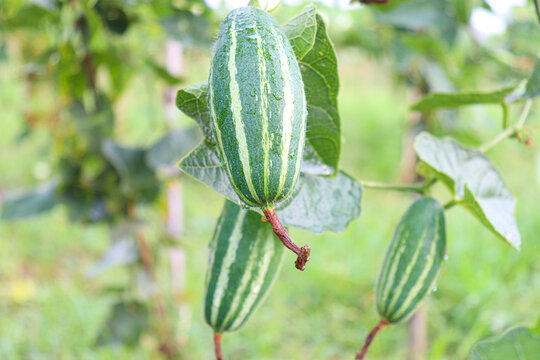 pointed gourd on tree in farm