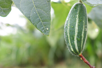 pointed gourd on tree in farm