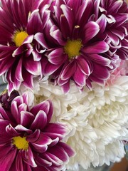 Purple and white chrysanthemums bouquet