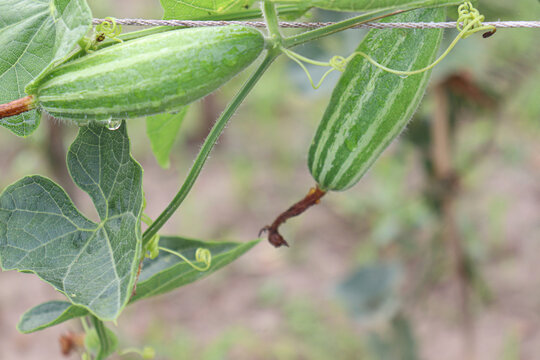 pointed gourd on tree in farm