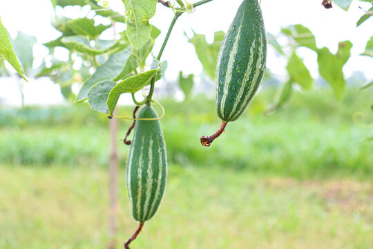 pointed gourd on tree in farm