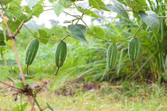 pointed gourd on tree in farm