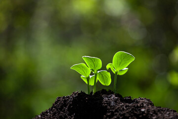 Seeding soil gardening small plant on garden nature background. agriculture, environment concept with text space blured.