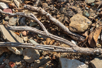 driftwood in riverbed