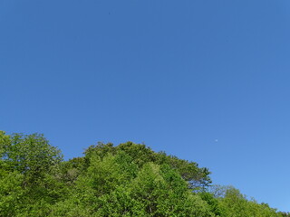青空と新緑の森