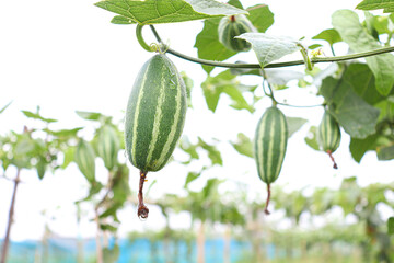 pointed gourd on tree in farm