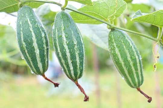 pointed gourd on tree in farm