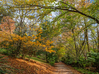 Autumn Branches Arching