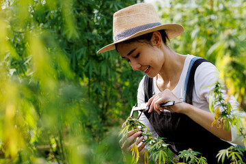 Asian woman Scientist observing CBD hemp plants on the marijuana field and taking notes and...