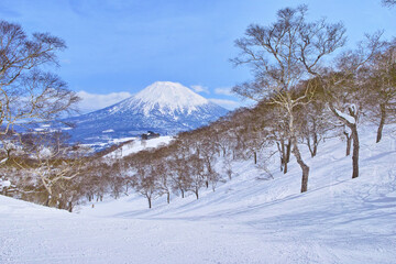 春スキーのニセコスキー場、森林コース内から見える羊蹄山
