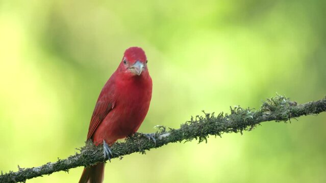 a close front view of a male summer tanager perched on a branch at boca tapada in costa rica