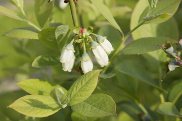 White flowers on blueberry stem