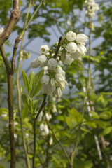 White flowers on blueberry stem