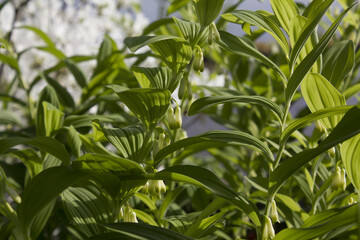It is polygonatum odoratum flower with white flowers.