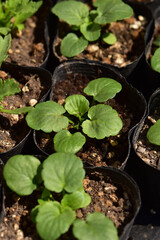ビオラの苗