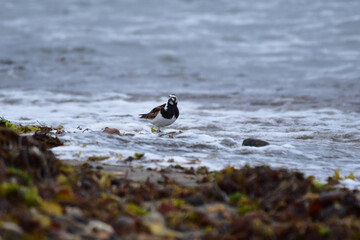 波打ち際のキョウジョシギ