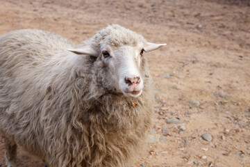 Portrait of a sheep looking at the camera