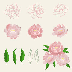 Pink Peony flower vector illustration set isolated on beige color background