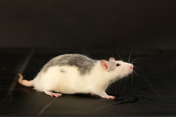 rat on a black background