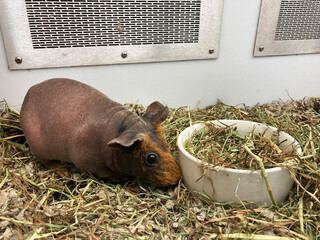 Hairless guinea pig next to feeding bowl