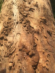 textura rugosa de la corteza de un árbol