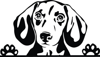 Dachshund Peeking Dog Canine Pup Puppy Pet Mom Cute Paws Waiting Pooch Tongue Nose Face Head Funny Animal
