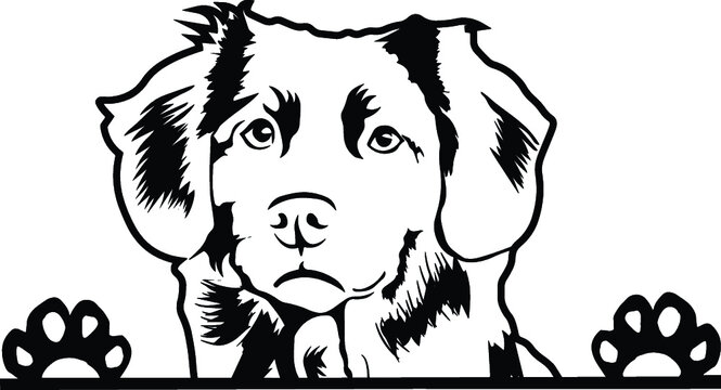 Border Collie Peeking Lassy Dog Canine Pup Puppy Pet Mom Cute Paws Waiting Pooch Tongue Nose Face Head Funny Animal