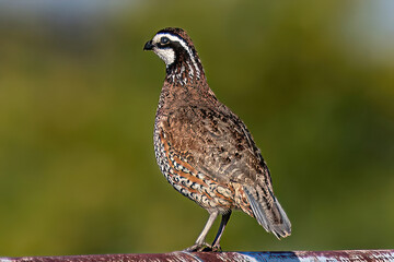 bobwhite quail on a fence
